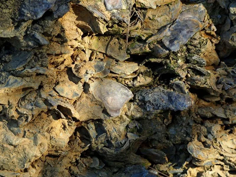 Rutas (senderismo) Yacimiento de fósiles del Barranco del Agua
